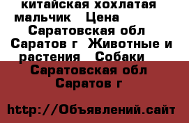 китайская хохлатая  мальчик › Цена ­ 5 000 - Саратовская обл., Саратов г. Животные и растения » Собаки   . Саратовская обл.,Саратов г.